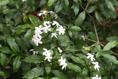 Ervatamia divaricata